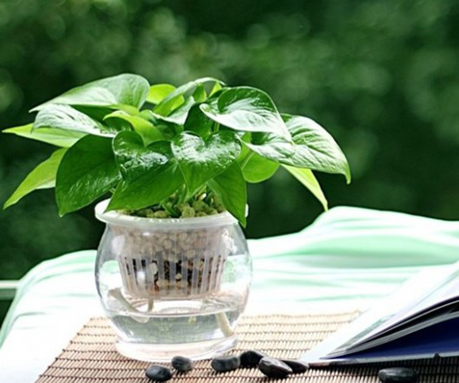 水培植物爛根怎么辦？綠植租擺爛根原因及處理方法詳解